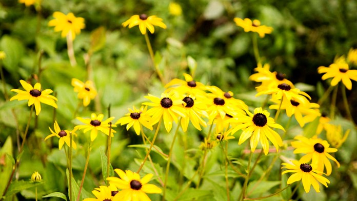 Gula blommor