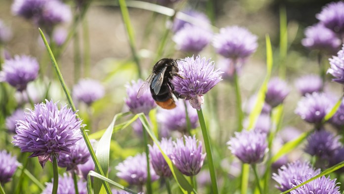 Ett bi landar på lila blommor.