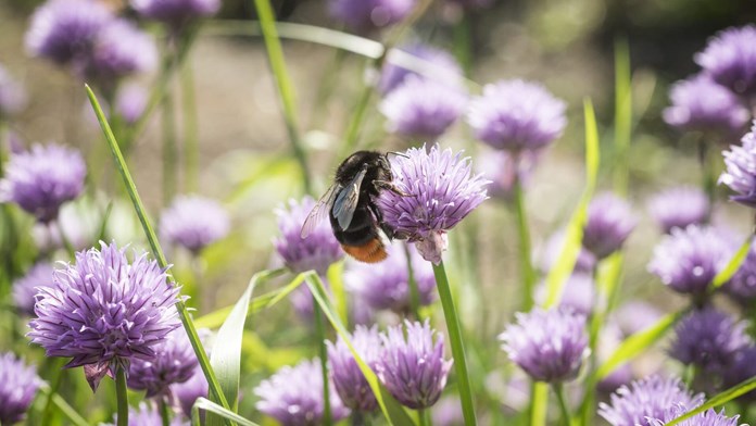 Klöverblomma