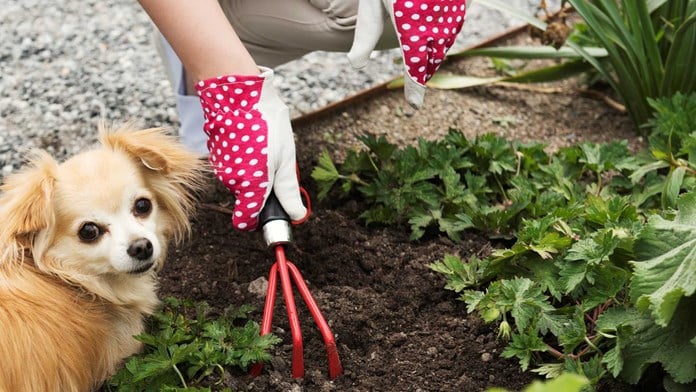 Hund som påtar i rabatt