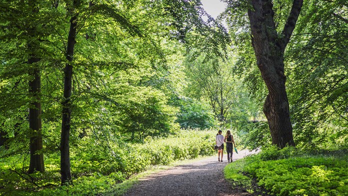 Promenad i skogen